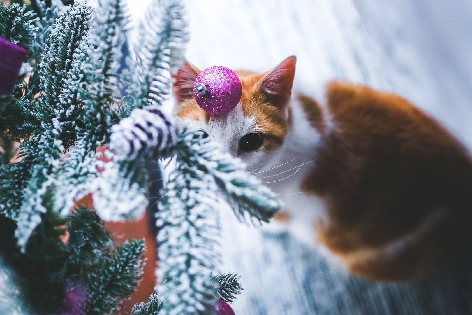 Featured image for “Preparing for calm and connected Christmas holidays with your child”