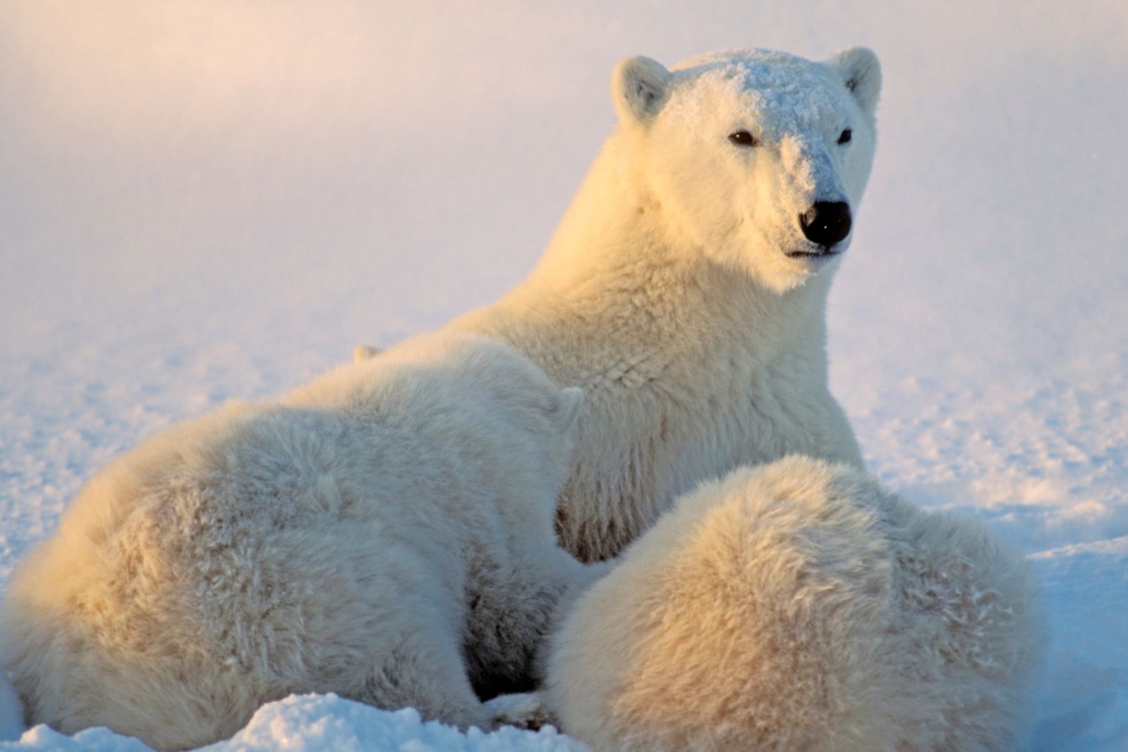 Featured image for “Preparing for Christmas with an adopted teenager”